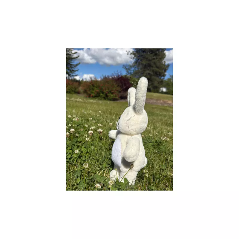 Boy Bunnie